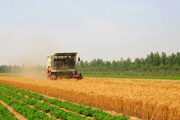 LUANNAN COUNTY - 15 Haziran 2014 'te, Luannan Eyaleti, Hebei Eyaleti, Çin' de hasatçı hasat ediyor.