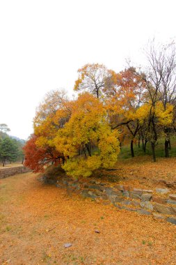 Chengde Dağı tatil köyündeki renk ağaçları, Chengde Şehri, Hebei Eyaleti, Çin