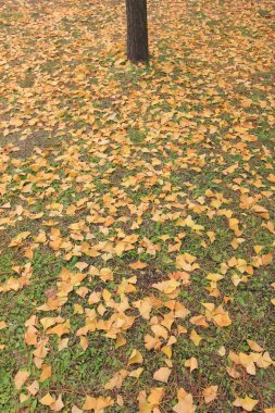 Ginkgo biloba yaprakları ve ağaç gövdeleri, fotoğrafa yakın çekim