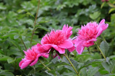 Bahçedeki şakayık çiçekleri, fotoğrafın yakın çekimi.