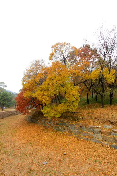 Chengde Dağı tatil köyündeki renk ağaçları, Chengde Şehri, Hebei Eyaleti, Çin