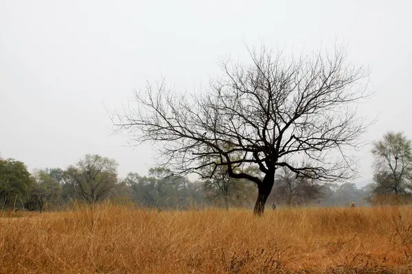 trees in the park, closeup of photo
