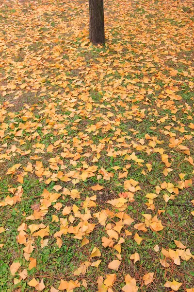 Ginkgo biloba yaprakları ve ağaç gövdeleri, fotoğrafa yakın çekim
