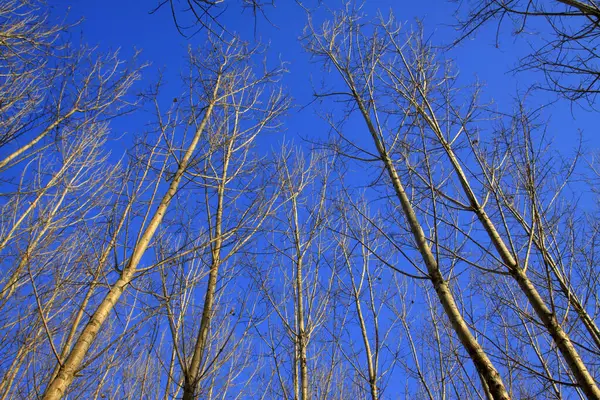 Mavi arkaplanda ağaç dalları, fotoğrafa yakın çekim