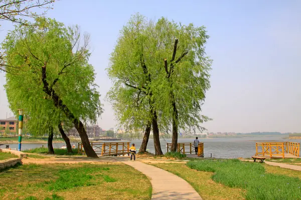 Parktaki ağaçlar ve patika, fotoğrafa yakın çekim