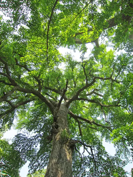 Qingdao - 22 Mayıs 2015 'te bir tapınakta antik ağaçlar, Qingdao şehri, shandong bölgesi, Çin