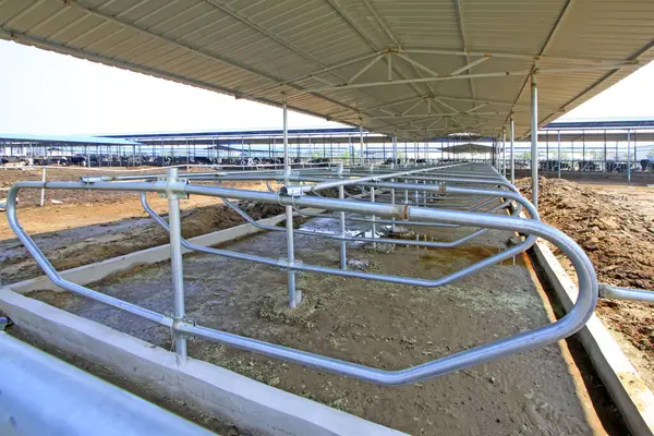 Bir mandıra çiftliğinde metal izolasyon tırabzanı, fotoğrafa yakın çekim.