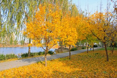 Akçaağaç ağaçları ve parktaki sonbahar manzarası, fotoğrafa yakın çekim.