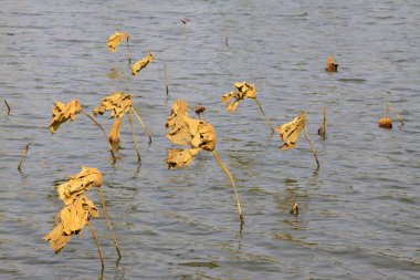 Suyun üzerinde sarı yapraklar, fotoğrafa yakın çekim.