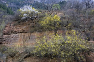 Dağ bitkisi, doğal koku.