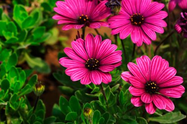 Afrika kadife çiçeği, fotoğrafa yakın çekim.