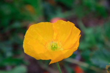 Mısır gelinciği çiçekleri, yakın plan fotoğraf.