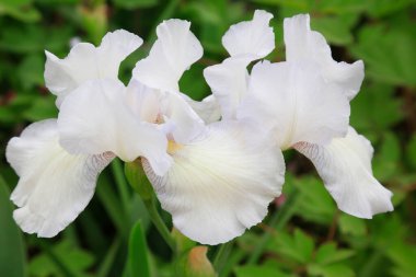 İris çiçekleri, yakın plan fotoğraf.