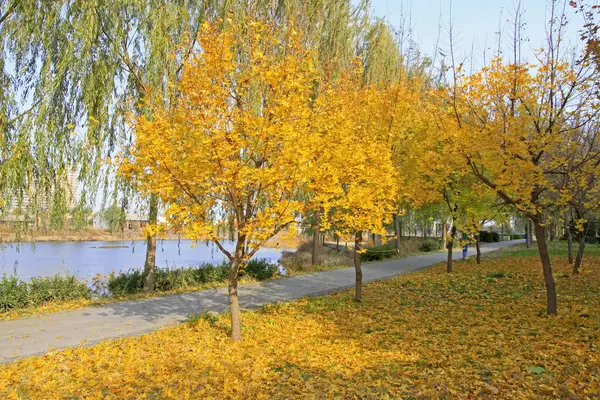 Akçaağaç ağaçları ve parktaki sonbahar manzarası, fotoğrafa yakın çekim.