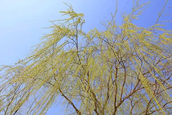 Söğütler, fotoğrafa yakın çekim.