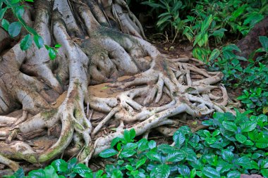 Banyan Kökü vuruyor