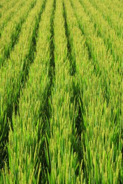 Rice Field, fotoğrafa yaklaş.