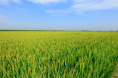 Rice Field, fotoğrafa yaklaş.