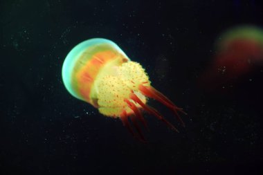 Isırgan balığı, fotoğrafa yakın çekim.