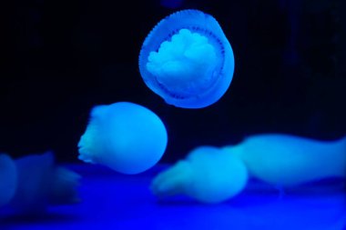 Denizanası, fotoğrafa yaklaş.