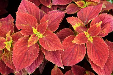 Coleus botanik gardında