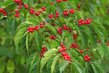 Botanik bahçesinde Lonicera japonica meyvesi, Chin