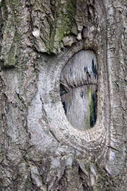 Bagaj yarasına yakın plan.