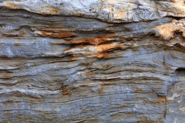 Anka kuşunun doğal dokusu