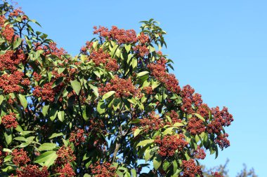 Fotinya mavi gökyüzünün altında