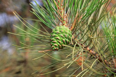Çam kozalağı dallar
