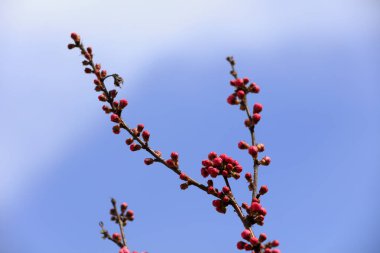 Çiçekli erik çiçeği, fotoğrafın yakın çekimi.