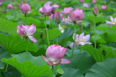 Göletteki lotus.
