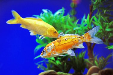 Koi akvaryumda yüzüyor.