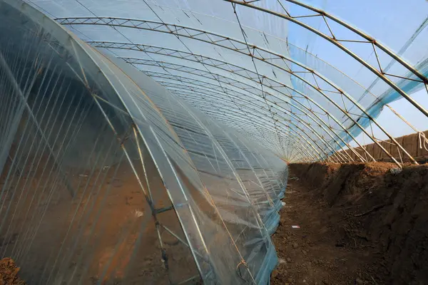 Çin 'de çift katmanlı plastik seranın iç manzarası.