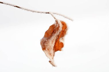 Kurumuş yaprakların üzerindeki buz kristalleri