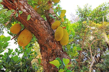 Botanik bahçesindeki bir ağaçtaki ananas meyvesi, Sanya City, Hainan Eyaleti, Çin