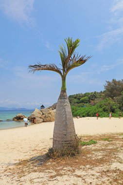 Wuzhizhou Adası sahilinde şarap şişesi.