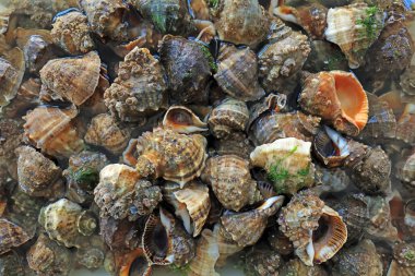 Taze deniz kabuğu birikiyor, yakın plan fotoğraflar.