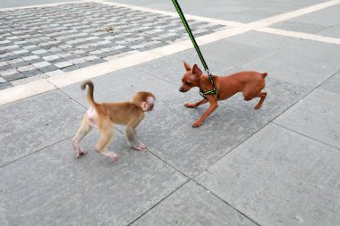 Evcil maymunlar meydanda evcil köpeklerle oynuyorlar.