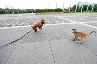 Evcil maymunlar meydanda evcil köpeklerle oynuyorlar.