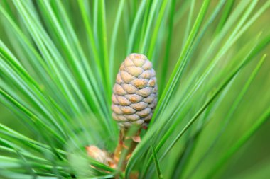 Çamlar çam dallarında.