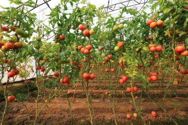 Seralarda olgun domatesler