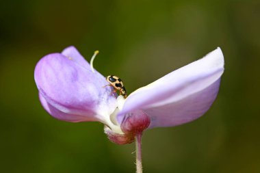Propylaea japonica fasulye çiçekleri, Kuzey Çin
