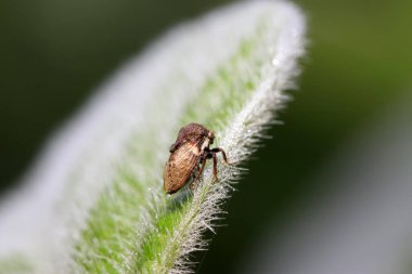 Membracidae böcekler üzerinde vahşi yaprak yeşil