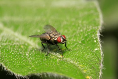 Tachinidae doğadaki bitki üzerinde