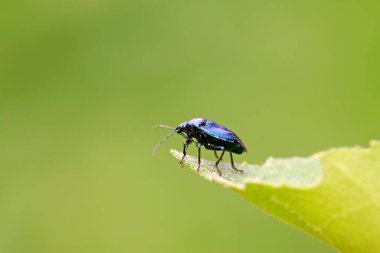 Zicrona caerulea doğadaki bitki üzerine