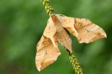 hawkmoth üzerinde vahşi yaprak yeşil fasulye