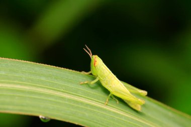 Oxyachinensis doğadaki bitki üzerine