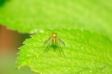 Dolichopodidae böceği doğada bitki üzerinde