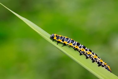 Vahşi doğada yeşil yaprağın üzerindeki boynuzlu kardeşlik. 